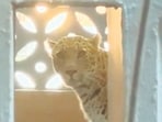 Leopard enters busy residential area in Bhayandar East, attacks 7