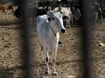 The Bokaro administration has announced a series of strict measures to prevent cruelty against animals roaming in public spaces (AFP)