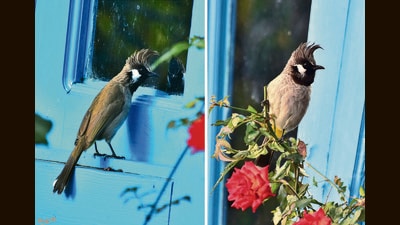 Bulbuls peering into windows at Bahu. (Deepak Atheist) Bulbuls peering into windows at Bahu. (Deepak Atheist)