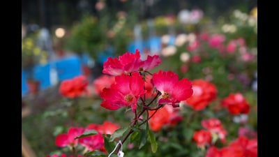 Held at the India–Africa Friendship Rose Garden, the exhibition includes competitions by NDMC, CPWD, HUDA, IARI–Pusa and others. (Arvind Yadav/HT) Held at the India–Africa Friendship Rose Garden, the exhibition includes competitions by NDMC, CPWD, HUDA, IARI–Pusa and others. (Arvind Yadav/HT)