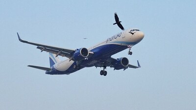 Birds fly past an Indigo flight as it prepares to land. (REUTERS)
