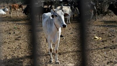 The Bokaro administration has announced a series of strict measures to prevent cruelty against animals roaming in public spaces (AFP)