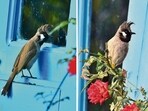 Bulbuls peering into windows at Bahu. (Deepak Atheist) Bulbuls peering into windows at Bahu. (Deepak Atheist)