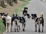 The move is aimed at improving coordination between road-owning agencies and civic authorities responsible for animal control (HT) The move is aimed at improving coordination between road-owning agencies and civic authorities responsible for animal control (HT)