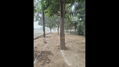 Protesters say over 100 trees are to be cut for the project. (HT Photo) Protesters say over 100 trees are to be cut for the project. (HT Photo)