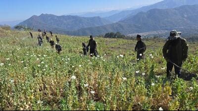 The biggest crackdown was carried out in Manipur’s Ukhrul district. (Manipur police) The biggest crackdown was carried out in Manipur’s Ukhrul district. (Manipur police)