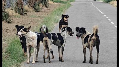The move is aimed at improving coordination between road-owning agencies and civic authorities responsible for animal control (HT)