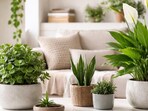 Money plant vines, jade leaves, and peace lilies add freshness, light, and energy to contemporary interiors shaped by intentional living.(Ai Generated)