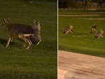 Louise Strakey spotted a strange animal in Dubai and shared a video online. Louise Strakey spotted a strange animal in Dubai and shared a video online.