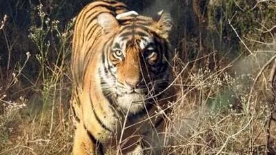 At present, Ramgarh Vishdhari Tiger Reserve has seven big cats, including sub-adults. (File photo) At present, Ramgarh Vishdhari Tiger Reserve has seven big cats, including sub-adults. (File photo)