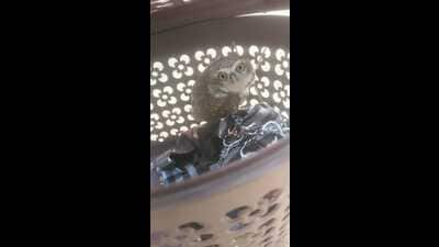 The owl was rescued by Ludhiana unit of People For Animals and handed over to wildlife department. (HT Photo)