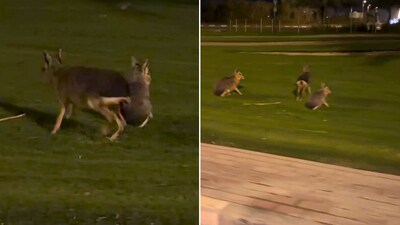 Louise Strakey spotted a strange animal in Dubai and shared a video online. (Instagram/@ellestarkos) Louise Strakey spotted a strange animal in Dubai and shared a video online. (Instagram/@ellestarkos)