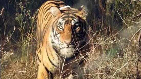 At present, Ramgarh Vishdhari Tiger Reserve has seven big cats, including sub-adults. (File photo)