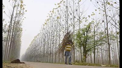 According to the weather department, a yellow alert for dense fog has been issued for December 27. (Gurpreet Singh/HT) According to the weather department, a yellow alert for dense fog has been issued for December 27. (Gurpreet Singh/HT)