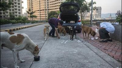 Canine activists say they too are in the process of registering a political party – Animal Lovers Party (ALP) – although they will not contest the upcoming BMC elections (Pratik Chorge/HT PHOTO) Canine activists say they too are in the process of registering a political party – Animal Lovers Party (ALP) – although they will not contest the upcoming BMC elections (Pratik Chorge/HT PHOTO)