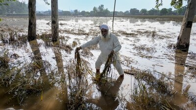 Punjab was hit by one of its strongest floods since 1988, with waters from the Sutlej, Beas and Ravi rivers overflowing which submerged stretches of farmland and villages and caused severe destruction to not just its people but also to crops and cattle. (PTI) Punjab was hit by one of its strongest floods since 1988, with waters from the Sutlej, Beas and Ravi rivers overflowing which submerged stretches of farmland and villages and caused severe destruction to not just its people but also to crops and cattle. (PTI)