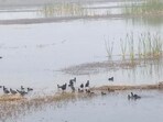 Probe follows HT report exposing black-market bird trade. Officials found traps in water and say lack of awareness and staff shortages aided the racket. (HT Photo)