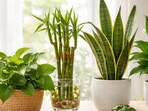 Vastu says these plants help bring prosperity and wealth. Jade, Money plant, Lucky bamboo and more(AI generated)