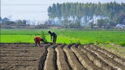 For nearly three decades after the Green Revolution, Punjab occupied a position of rare national centrality (Representational photo) For nearly three decades after the Green Revolution, Punjab occupied a position of rare national centrality (Representational photo)