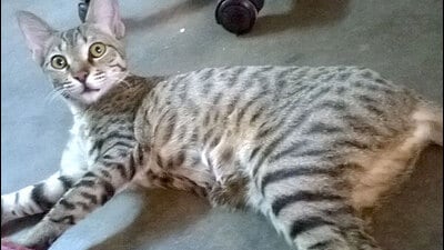 Health officials said that the year 2025 has witnessed a 54% increase in the cat bite cases in comparison to 2024 and a substantial 450% increase in comparison to the year 2022 when only 1,178 cases were reported. (File) Health officials said that the year 2025 has witnessed a 54% increase in the cat bite cases in comparison to 2024 and a substantial 450% increase in comparison to the year 2022 when only 1,178 cases were reported. (File)
