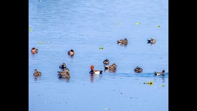 Migratory birds of over 90 different species from different countries arrive at the Harike wetland, a vital biodiversity hotspot (HT Photo) Migratory birds of over 90 different species from different countries arrive at the Harike wetland, a vital biodiversity hotspot (HT Photo)