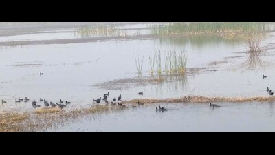 Probe follows HT report exposing black-market bird trade. Officials found traps in water and say lack of awareness and staff shortages aided the racket. (HT Photo) Probe follows HT report exposing black-market bird trade. Officials found traps in water and say lack of awareness and staff shortages aided the racket. (HT Photo)