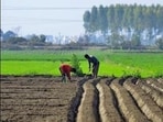 For nearly three decades after the Green Revolution, Punjab occupied a position of rare national centrality (Representational photo)
