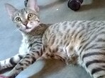 Health officials said that the year 2025 has witnessed a 54% increase in the cat bite cases in comparison to 2024 and a substantial 450% increase in comparison to the year 2022 when only 1,178 cases were reported. (File) Health officials said that the year 2025 has witnessed a 54% increase in the cat bite cases in comparison to 2024 and a substantial 450% increase in comparison to the year 2022 when only 1,178 cases were reported. (File)
