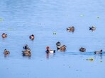 Migratory birds of over 90 different species from different countries arrive at the Harike wetland, a vital biodiversity hotspot (HT Photo)