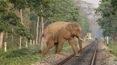Elephant movement is frequently observed across various sections of the Chakradharpur division. (Shutterstock/Representative use)