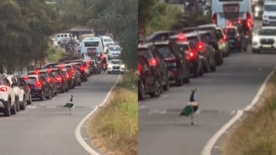 A peacock crossed the Mysuru Ooty forest road, briefly halting traffic as motorists waited patiently. (Instagram/travelfoodie_ak) A peacock crossed the Mysuru Ooty forest road, briefly halting traffic as motorists waited patiently. (Instagram/travelfoodie_ak)