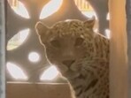 Leopard that attacked 7 people in Bhayander was collared, released in SGNP