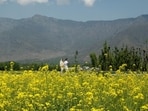 The gene-edited mustard variety is undergoing final inspections. (HT Archive)