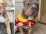 Loyal bulldog Odin 'close to death' after stepping in to save ‘best friend’ Raffie (Odin and Raffie - L, Odin - R) Loyal bulldog Odin 'close to death' after stepping in to save ‘best friend’ Raffie (Odin and Raffie - L, Odin - R)