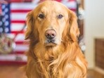 New York lawyer sues IRS to recognize her dog as dependent New York lawyer sues IRS to recognize her dog as dependent