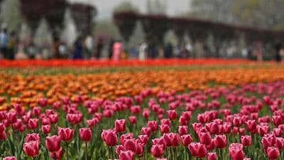 The initiative, started in 2017 with 17,000 bulbs, has expanded significantly over the years. (AFP)