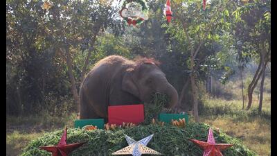 Train-hit Bani delights in Christmas goodies. (Wildlife SOS) Train-hit Bani delights in Christmas goodies. (Wildlife SOS)