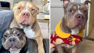 Loyal bulldog Odin 'close to death' after stepping in to save ‘best friend’ Raffie (Odin and Raffie - L, Odin - R) (Maren Peeters/Instagram ) Loyal bulldog Odin 'close to death' after stepping in to save ‘best friend’ Raffie (Odin and Raffie - L, Odin - R) (Maren Peeters/Instagram )