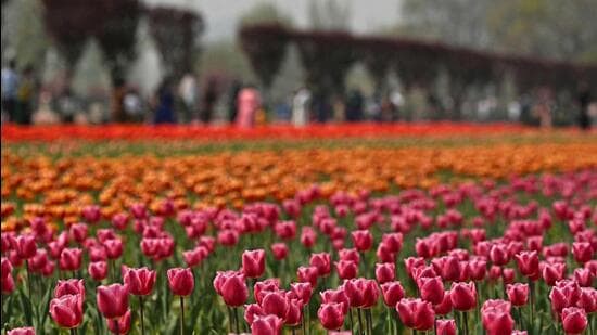 The initiative, started in 2017 with 17,000 bulbs, has expanded significantly over the years. (AFP)