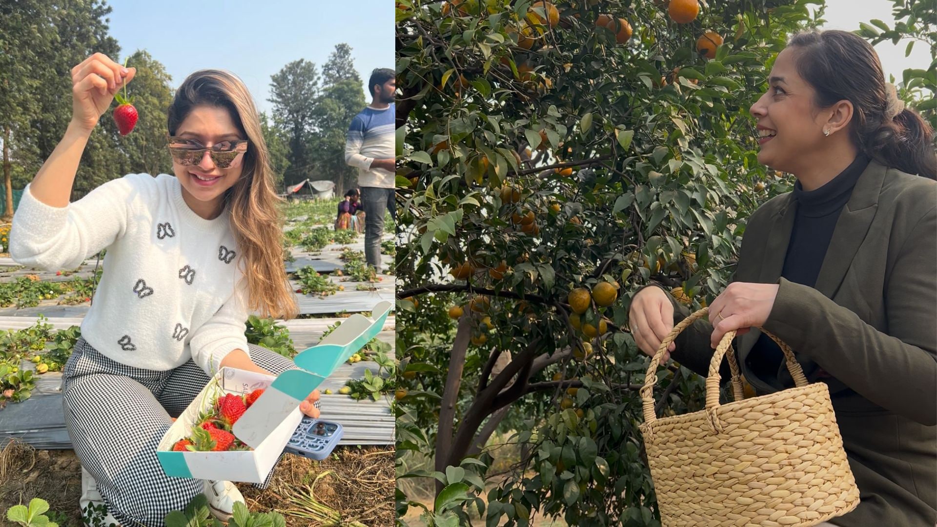 Kinnows and strawberry picking is the highlight of a day spent well at Asola Farms.