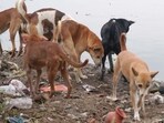 Acting on the court’s directions, the UGC has instructed institutions to adopt a structured, humane and legally compliant approach to managing stray dogs on campus. (REPRESENTATIVE PHOTO)