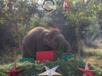 Train-hit Bani delights in Christmas goodies. (Wildlife SOS)