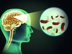 Parasitic worms can invade the brain, causing severe neurological issues like seizures. Parasitic worms can invade the brain, causing severe neurological issues like seizures.