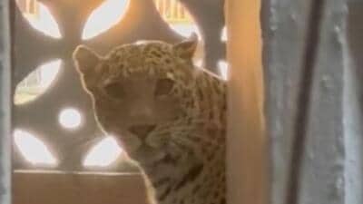 What if the Mumbai leopard could talk What if the Mumbai leopard could talk