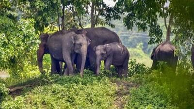 A 50-year-old farmer was trampled to death by a herd of wild elephants in Letemda panchayat/ (PTI/Representative use)