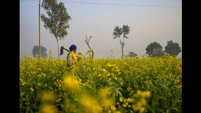 Average liability per landholding nears ₹10 lakh as commercial banks account for bulk of loans. (PTI file) Average liability per landholding nears ₹10 lakh as commercial banks account for bulk of loans. (PTI file)