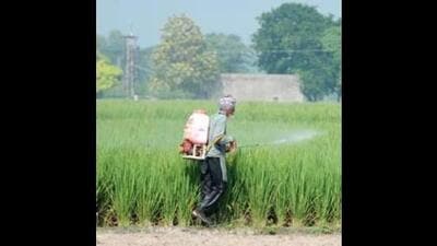 With the rabi crop season underway, farmers are growing increasingly concerned as Himachal is yet to experience any significant rainfall, which they fear may impact produce, especially wheat. (HT File) With the rabi crop season underway, farmers are growing increasingly concerned as Himachal is yet to experience any significant rainfall, which they fear may impact produce, especially wheat. (HT File)