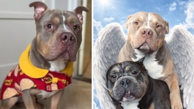 Loyal bulldog Odin dies after trying to save ‘best friend’ Raffie from dog attack (bundleofbullies/Instagram) Loyal bulldog Odin dies after trying to save ‘best friend’ Raffie from dog attack (bundleofbullies/Instagram)