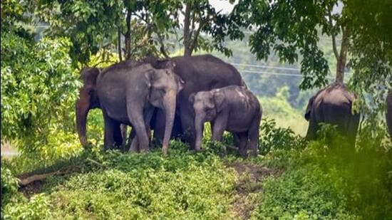 A 50-year-old farmer was trampled to death by a herd of wild elephants in Letemda panchayat/ (PTI/Representative use)