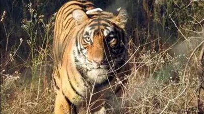 A forest official said the electrocution is suspected to be the cause of death. (HT PHOTO/REPRESENTATIVE) A forest official said the electrocution is suspected to be the cause of death. (HT PHOTO/REPRESENTATIVE)